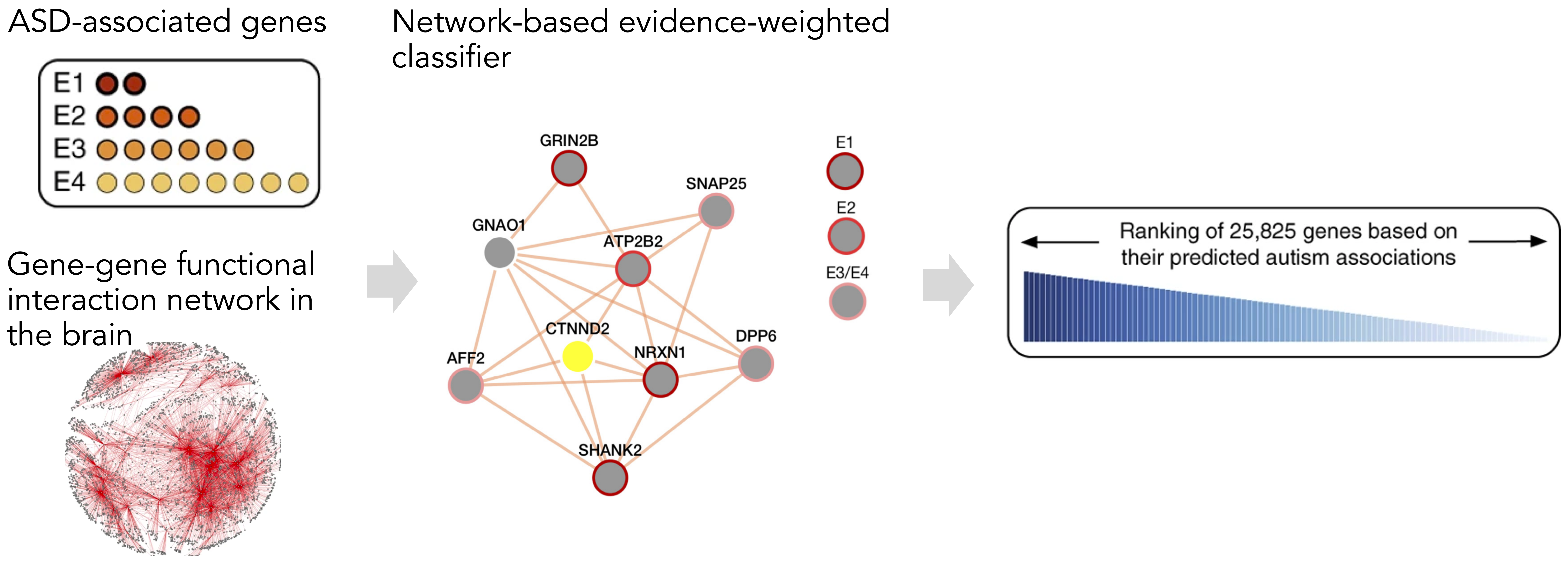 Evidence-weighted network-based classifier for systematic autism gene prediction
