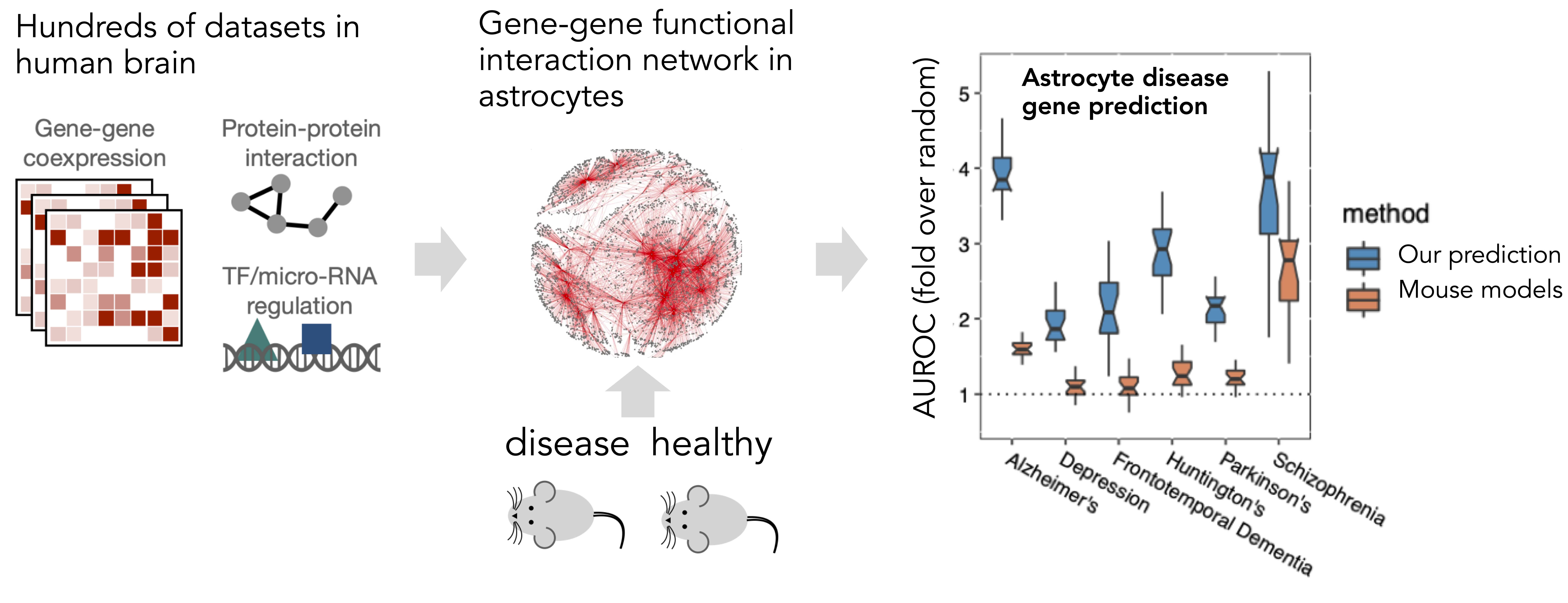 Human astrocyte-specific disease gene prediction leveraging mouse disease models and human public data
